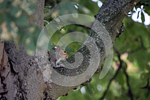 Closeup of a squirrel on a tree branch in Castleford