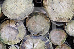 Stacked tree logs in a forest