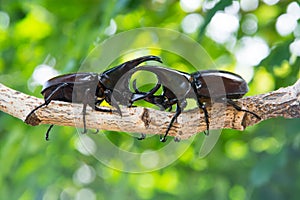 Closeup Stag beetle on tree