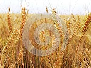 Closeup a stalks and ears of ripe golden wheat. Beginning of harvest and agricultural works