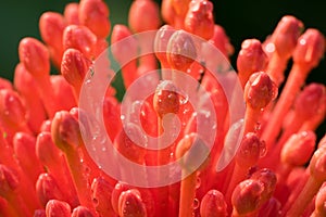 Closeup stamen