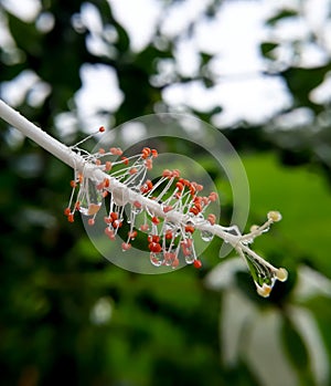 Closeup of a stamen of a hibiscus with water drops on it