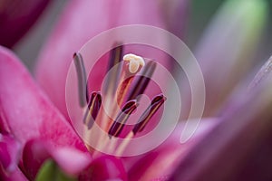 Closeup of the stamen and pistil of a red lily flower