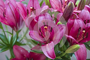 Closeup of the stamen and pistil of a red lily flower