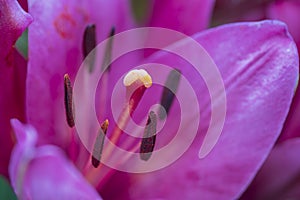 Closeup of the stamen and pistil of a red lily flower