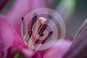 Closeup of the stamen and pistil of a red lily flower