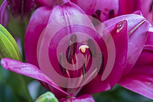 Closeup of the stamen and pistil of a red lily flower