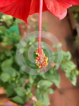 Closeup of Stamen of a Red Hibiscus flower
