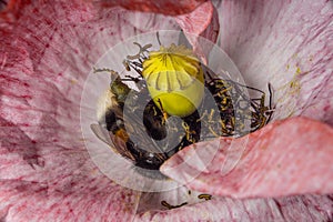 Closeup of stamen, stigma, filament of a blooming pink poppy flower with a bumblebee..