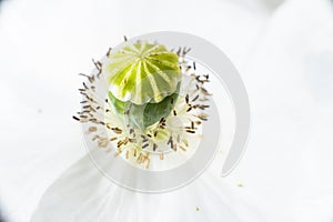 Closeup of stamen, stigma, filament of a blooming white poppy flower...