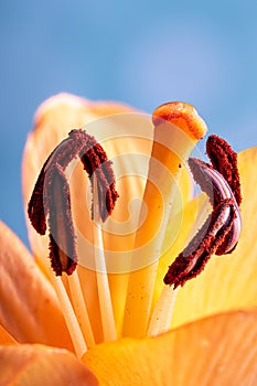 Closeup of the Stamen, Stlyle and Stigma of a Lily Flower