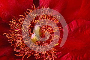 Closeup of stamens and stigmas of a red peony flower