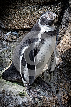 Closeup of a standing penguine