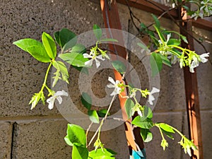 Closeup of Star Jasmine on Trellis