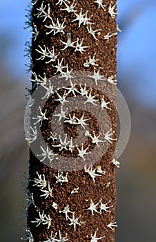 nectar and pollen rich flowers of an Australian native Xanthorrhoea resinosa grass tree