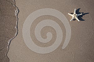 Closeup of starfish on sand beach