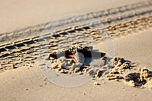 Closeup of a starfish on a sandy beach next to tire tracks