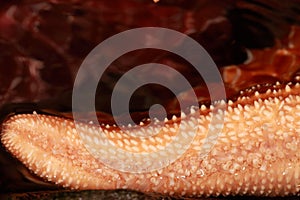 Closeup of starfish tentacle