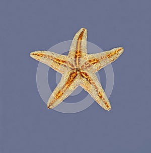 Starfish on wet surface