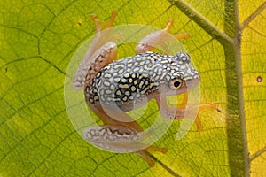 Closeup of a Starry Night Reed Frog on a leaf on a sunny day