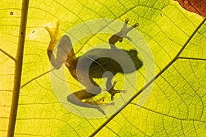 Closeup of a Starry Night Reed Frog's shadow on a leaf on a sunny day