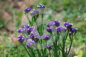 Detallado de césped o perenne planta pequeno corto papel grupos de azul sobre el púrpura blanco abrir flores 