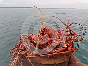 Closeup with steam and delicious lobster with the ocean background in Balambangan Island, Sabah.