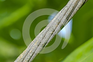 Closeup Steel wire rope, cable steel