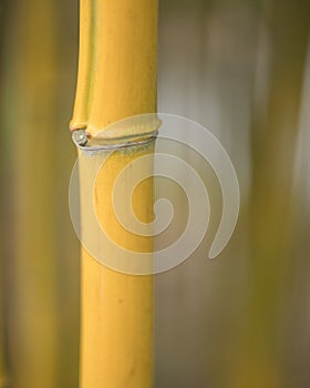 Stem and knots on yellow bamboo plant