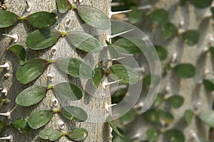 Closeup of Stem and Leaves of Madagascar Ocotillo, Alluaudia procera Succulent Plant photo