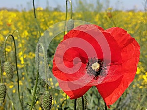 Closeup of stem with needles and red flower of common poppy - Papaver rhoeas,  in the  field of the yellow flowers of  rapeseed