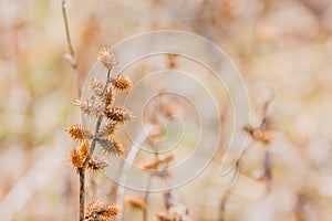 Stem of ripe xanthium