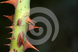 Closeup of a stem of rose with thorns on a blurred background