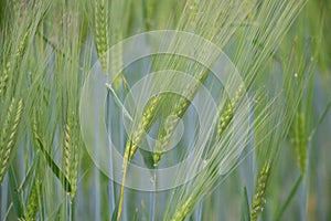 Closeup of stems and ears of barley Hordeum vulgare in various shades of green