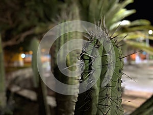 Closeup of Stenocereus thurberi, the organ pipe cactus.