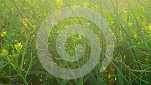 Closeup of steppe grass shiver on wind