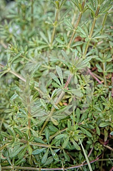 Closeup on the sticky leafs of the Cleavers, goosegrass or catchweed, Galium aparine