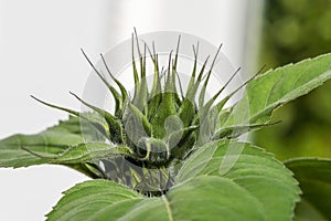 Closeup of a still closed bud of a sunflower