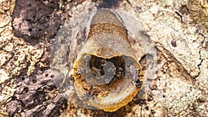 Closeup of stingless bee Trigona sp in the entrance of the nest.