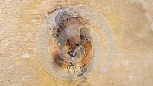 Closeup of stingless bee Trigona sp in the entrance of the nest.