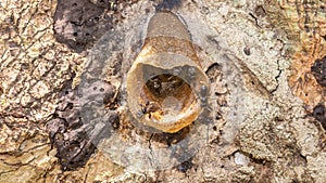 Closeup of stingless bee Trigona sp in the entrance of the nest. This insect produce high quality of honey, pollen, and propolis