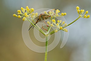 Closeup of stink bug Carpocoris mediterraneus on fennel bush (Foeniculum vulgare) photo