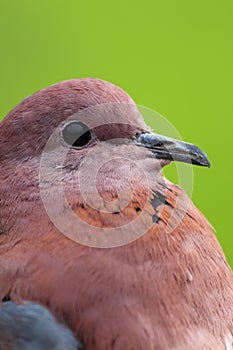 Closeup of stock dove