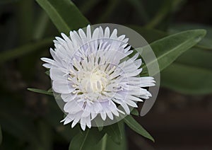 Closeup Stokesia Laevis Divinity flower