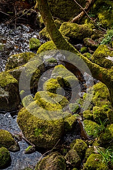 Closeup of stones and tree trunk by the water covered with green thick wet moss.
