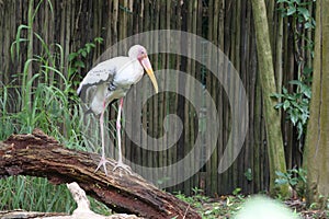 Closeup of a stork bird with white long neck and light grey body at a park