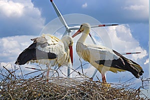 Closeup of stork couple in nest, blue sky and wind turbines background - sustainable nature friendly clean power supply concept