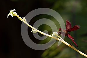 Closeup of a Straight-edge Red Parasol (Neurothemis terminata) on a plant