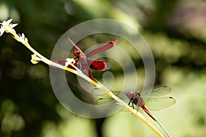 Closeup of Straight-edge Red Parasol (Neurothemis terminata) on a plant