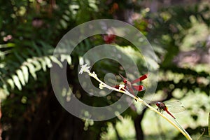 Closeup of Straight-edge Red Parasol (Neurothemis terminata) on a plant